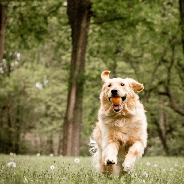 Golden Retriever- Molly Evely Photography- Lexington, KY